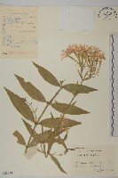 剪秋羅、剪秋紗、漢宮秋藏品圖，第1張