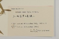 剪秋羅、剪秋紗、漢宮秋藏品圖，第3張