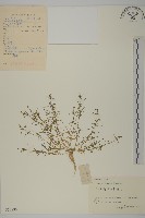 瓜槌草、漆姑草藏品圖，第1張