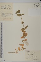 牛繁縷藏品圖，第1張