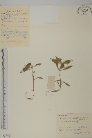 孩兒參藏品圖，第1張