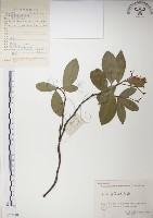 絡石藏品圖，第1張