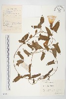 打碗花藏品圖，第1張