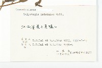 打碗花藏品圖，第3張