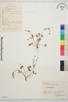 小毛茛藏品圖，第1張