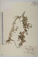 蒙古蒿藏品圖，第1張