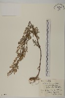 僧蒿藏品圖，第1張