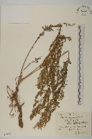 龍蒿藏品圖，第1張