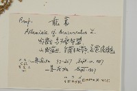 龍蒿藏品圖，第2張