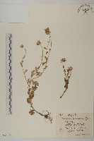 紫花野菊藏品圖，第1張