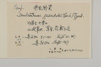 紫花野菊藏品圖，第2張