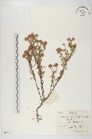 阿爾泰狗哇花藏品圖，第1張