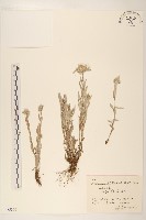 火絨草藏品圖，第1張