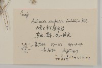 黃蒿藏品圖，第2張