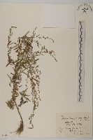 白葉蒿藏品圖，第1張