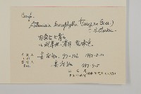 白葉蒿藏品圖，第2張