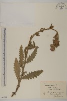 飛廉藏品圖，第1張