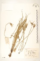 芼管草藏品圖，第1張