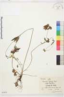 毛茛藏品圖，第1張