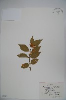 金銀忍冬藏品圖，第1張