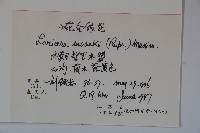 金銀忍冬藏品圖，第2張