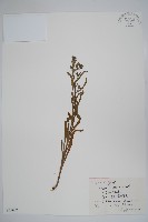 勿忘草狀鶴蝨藏品圖，第1張