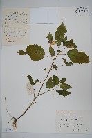 牯嶺鳳仙花藏品圖，第1張