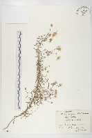 阿爾泰狗哇花藏品圖，第1張