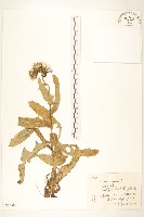 苦苣菜藏品圖，第1張