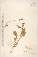 苦滇菜、苦菜藏品圖，第1張