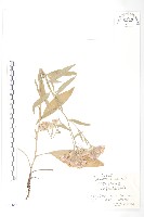 草地風毛菊藏品圖，第1張