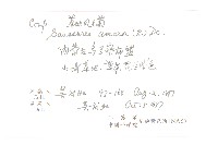 草地風毛菊藏品圖，第2張