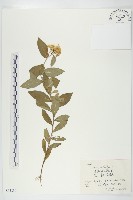 歐亞旋覆花藏品圖，第1張