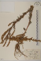 白葉蒿藏品圖，第1張