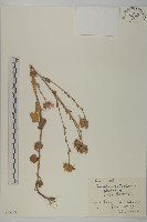 小紅菊藏品圖，第1張