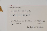 江南山梗菜藏品圖，第2張