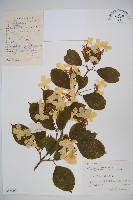 蝴蠂莢迷藏品圖，第1張