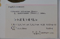 蝴蠂莢迷藏品圖，第2張