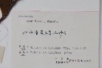 青榨槭藏品圖，第2張