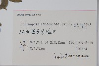 羊乳、四葉參藏品圖，第2張