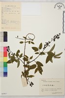 多花勾兒茶, 多花黃鱔藤藏品圖，第1張