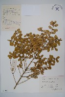 黃楊藏品圖，第1張