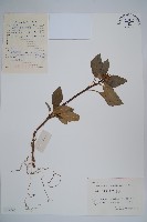 頂蕊三角咪藏品圖，第1張