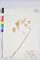 乳漿大戟藏品圖，第1張