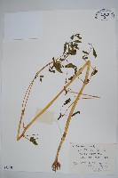 水金鳳藏品圖，第1張