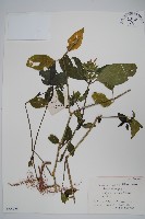 九頭獅子草藏品圖，第1張