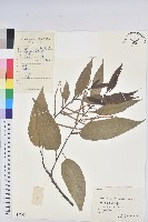 錐栗藏品圖，第1張