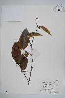 蟻花藏品圖，第1張