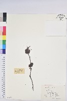 油柑藏品圖，第1張