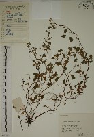 酢漿草藏品圖，第1張